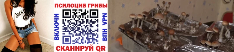 Псилоцибиновые грибы мухоморы  как найти   hydra онион  Заводоуковск 